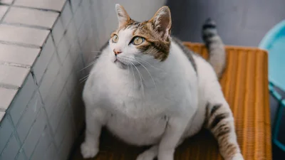 Грубенький котик застряг у котячих дверях - мережа сміється, але не засуджує