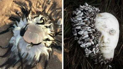 Люди показують речі, які знайшли на пляжі - і це одночасно захопливо та дивно