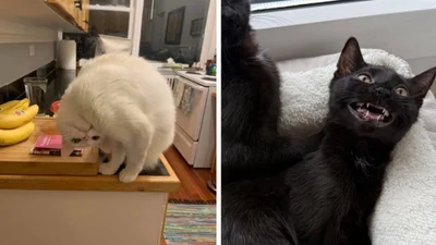 25 смішних доказів, що коти зовсім ненормальні