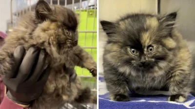 "Надуте" кошеня стало зіркою інтернету: дивовижний випадок шокував людей з усього світу