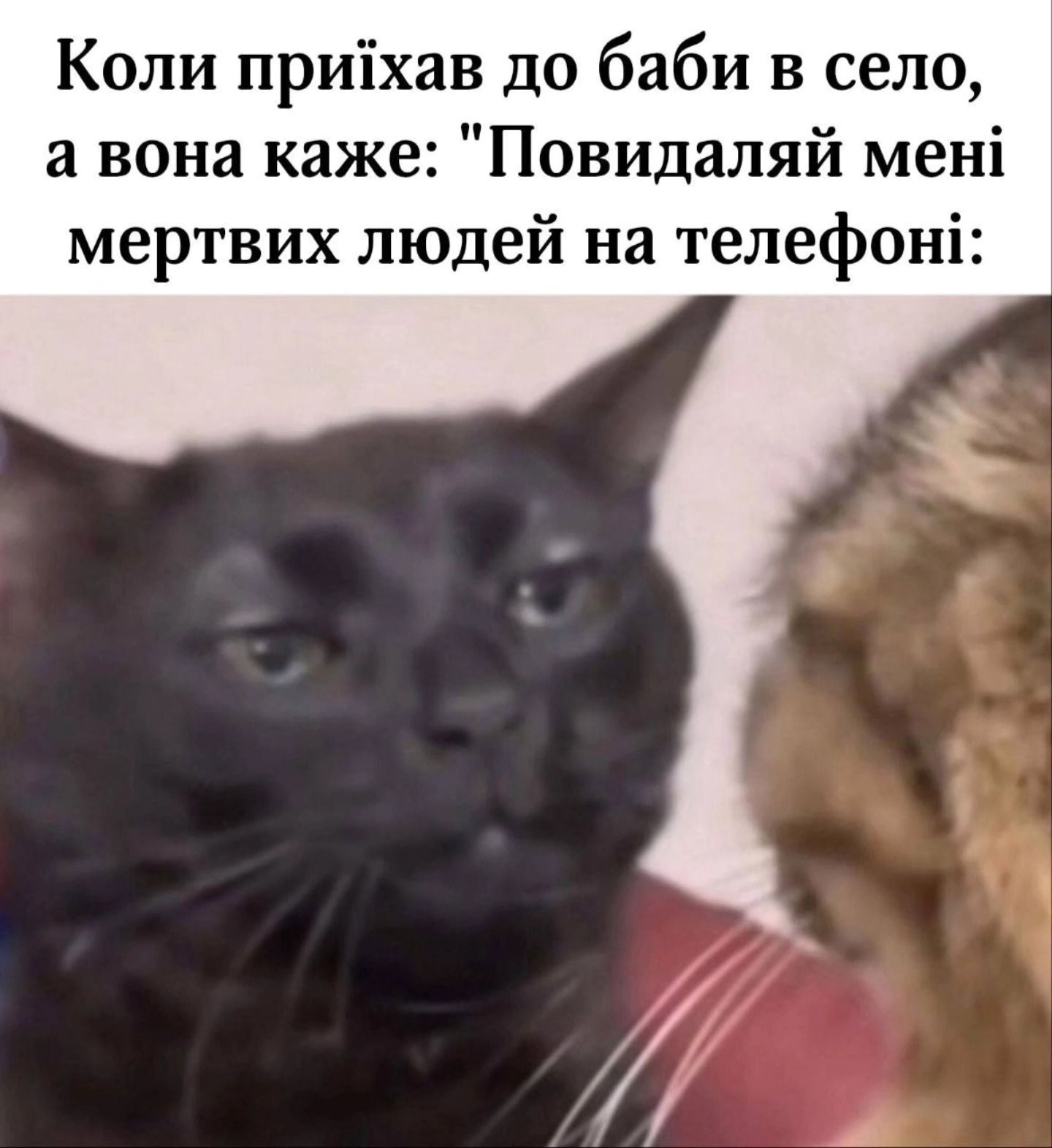 Смешные мемы о бабушках, которые всегда хотят нас накормить, научить жизни и просто крепко обнять - 843631 Смешные мемы о бабушках, которые всегда хотят нас накормить, научить жизни и просто крепко обнять - фото 843631