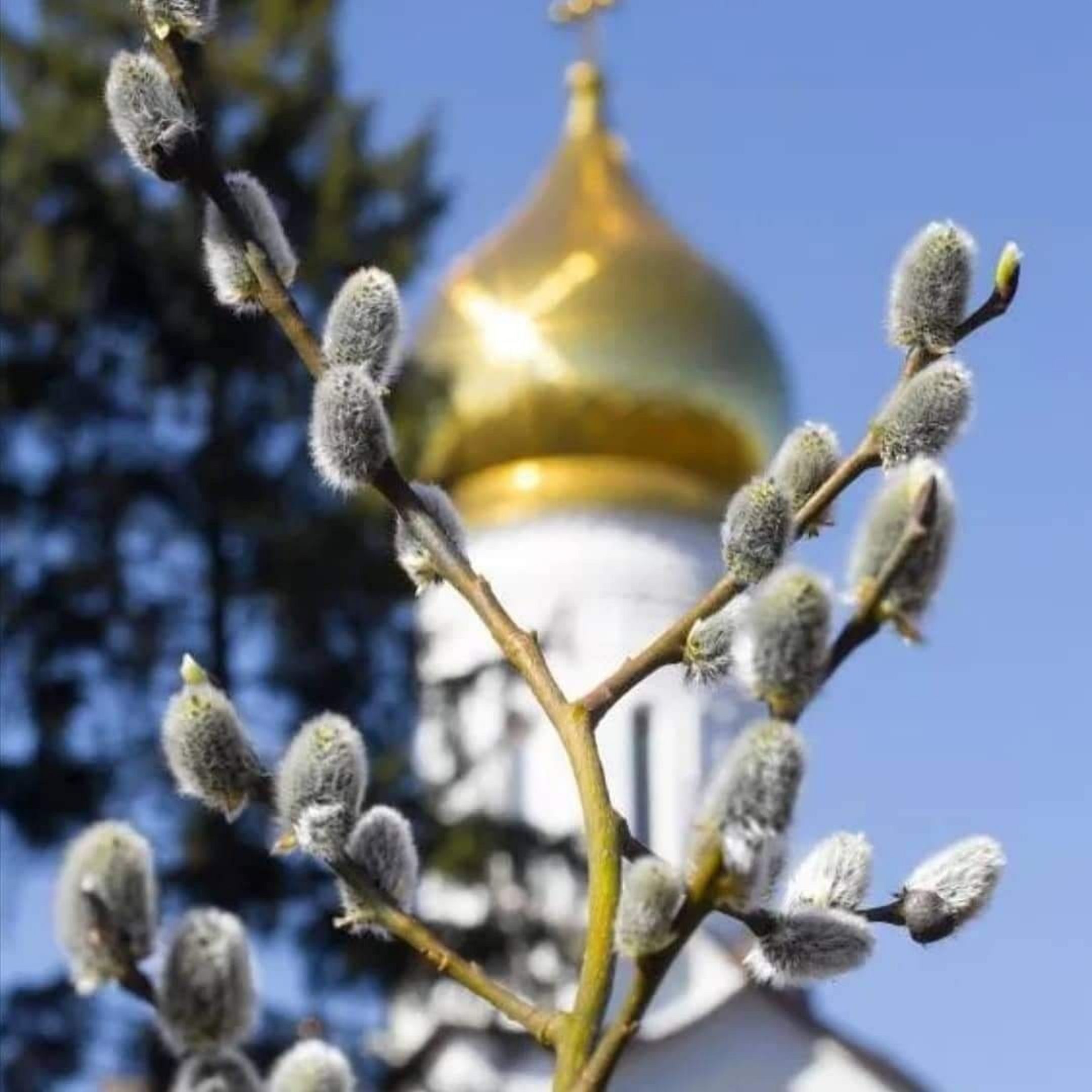 Заборони на Вербну неділю 2026 - фото 843832