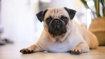 Мопс станцював заради чухання животика - і перед цим просто неможливо встояти