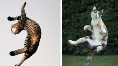 18 котів, які чхати хотіли на закони гравітації - вони літають, наче пташки