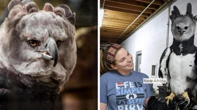 Цей найсильніший у світі птах вражає своїми розмірами - наче людина у костюмі пернатого