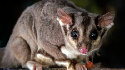 Несподіваний гість: у магазині сувенірів серед іграшок відвідувачі знайшли живого опосума