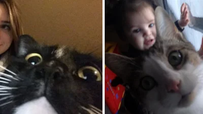 15 разів, коли коти влазили у кадр, хоча їх ніхто не просив