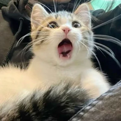 15 разів, коли коти влазили у кадр, хоча їх ніхто не просив - фото 845970