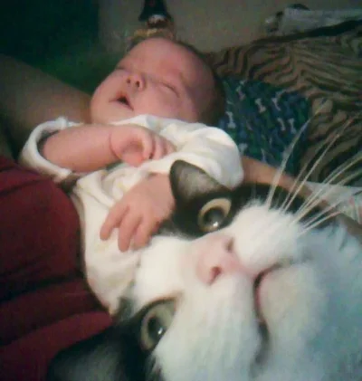 15 разів, коли коти влазили у кадр, хоча їх ніхто не просив - фото 845971