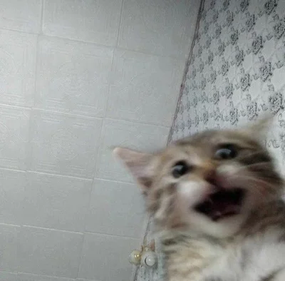 15 разів, коли коти влазили у кадр, хоча їх ніхто не просив - фото 845972