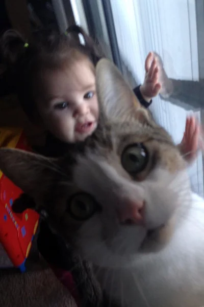 15 разів, коли коти влазили у кадр, хоча їх ніхто не просив - фото 845976