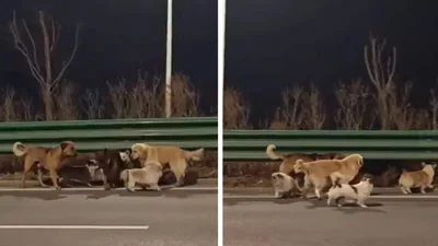 "Справжні 101 далматинець": вірусне відео викрадених собак, які тікають додому, підкорило інтернет