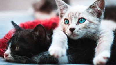 Коти влаштували крадіжку року - власниця злиться, мережа не може перестати сміятись