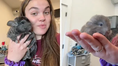 "Маленька кулька щастя": у мережі захоплюються 4-денними дитинчатами шиншили