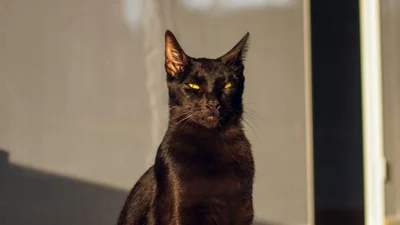 Кіт не дозволяє брату вибратися з пакета у кумедному відео, яке збирає мільйони переглядів