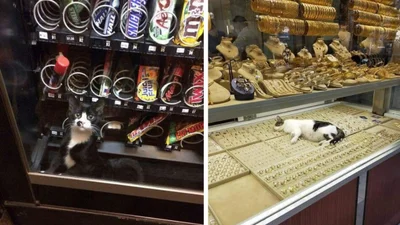 20 разів, коли коти були помічені там, де їх би не мало бути