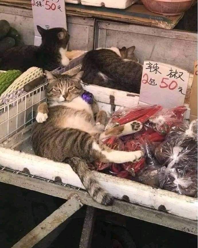 20 разів, коли коти були помічені там, де їх би не мало бути - 847062 20 разів, коли коти були помічені там, де їх би не мало бути - фото 847062