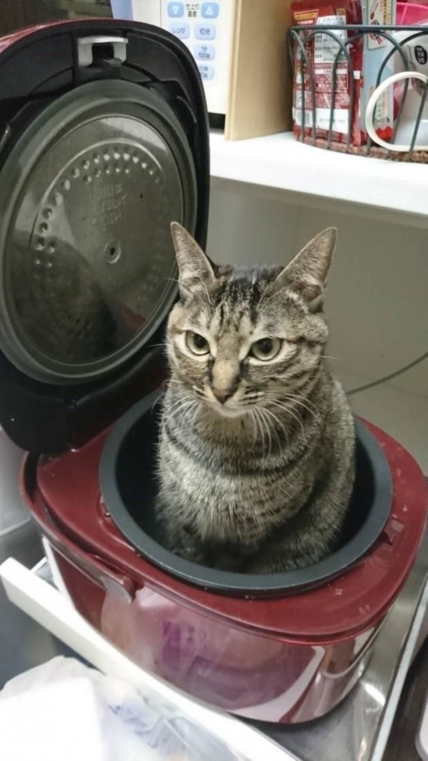 20 разів, коли коти були помічені там, де їх би не мало бути - 847070 20 разів, коли коти були помічені там, де їх би не мало бути - фото 847070
