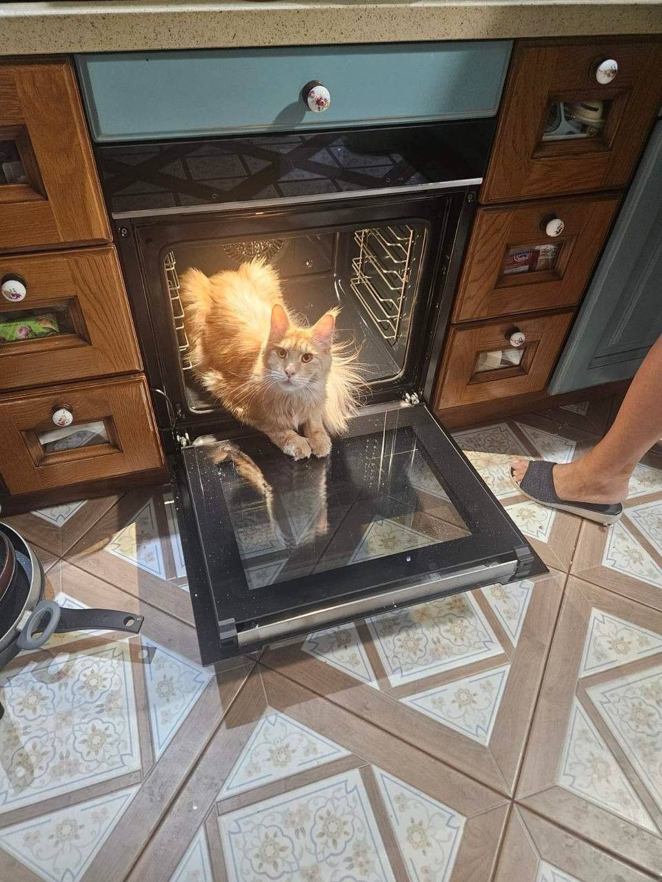 20 разів, коли коти були помічені там, де їх би не мало бути - 847073 20 разів, коли коти були помічені там, де їх би не мало бути - фото 847073