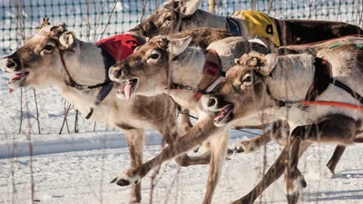 Перегони на оленях: у Лапландії відбулось дивовижне зимове шоу