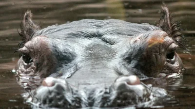 Величезний бегемот кинувся на човен під час сафарі - відео, від якого холоне кров