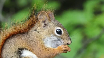 Курйоз під час робочої зустрічі: білка залетіла у вікно та не на жарт налякала чоловіка