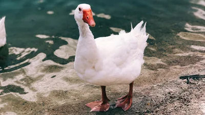 Утка пробежала марафон и даже получила медаль - видео, которое мотивирует заняться спортом