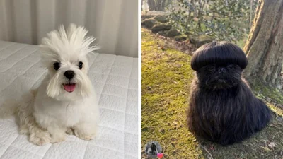 20 эпических собачьих причесок, за которые хозяевам должно быть стыдно