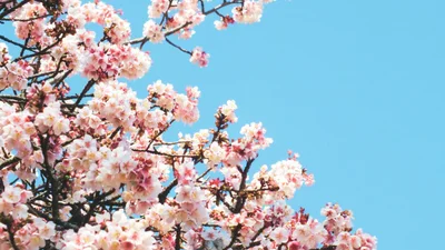 На Закарпанні офіційно розпочався сезон цвітіння сакур