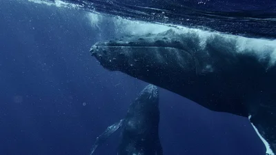 Редкое видео демонстрирует, как рождается маленький кит, а самки помогают ему не утонуть