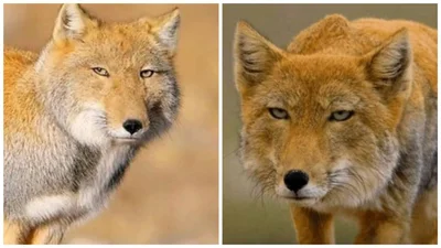 Незадоволена тибетська лисиця стала зіркою мемів: дивись найсмішніші