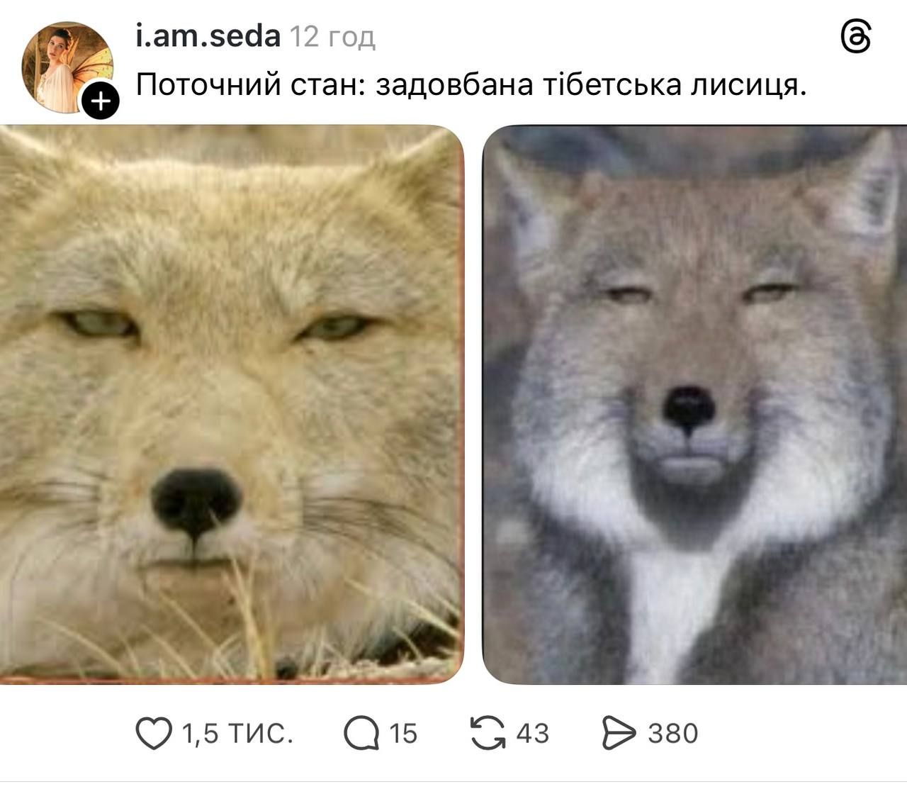 Недовольная тибетская лиса заполонила сеть, и это очень смешно: лучшие мемы - фото 848660