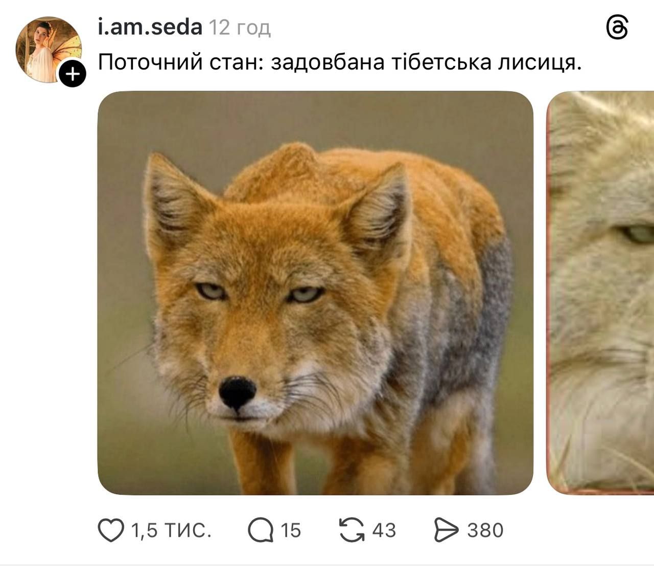Недовольная тибетская лиса заполонила сеть, и это очень смешно: лучшие мемы - фото 848662