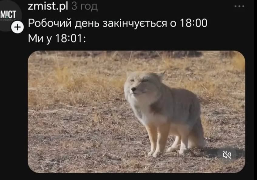 Недовольная тибетская лиса заполонила сеть, и это очень смешно: лучшие мемы - фото 848663