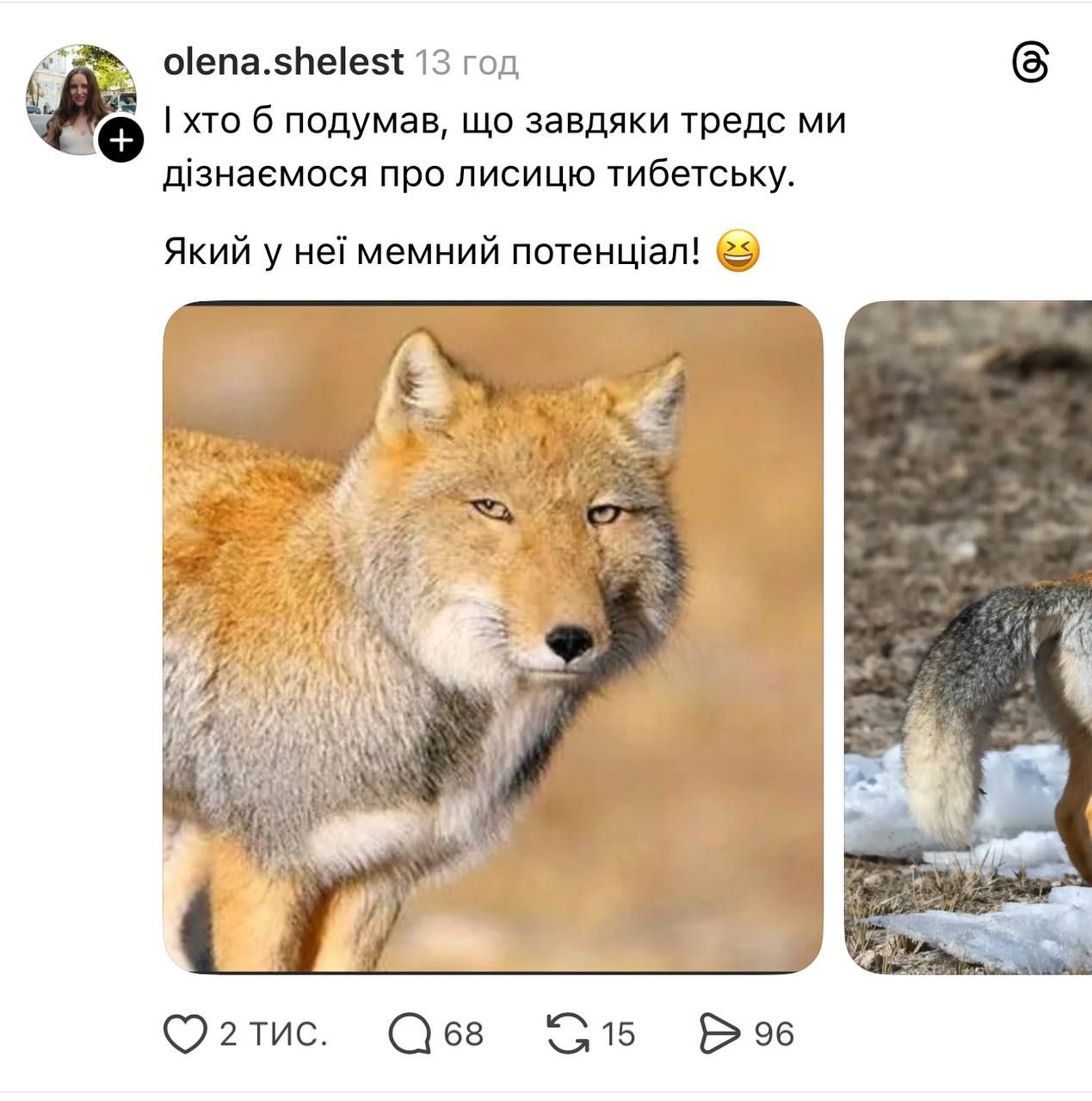 Недовольная тибетская лиса заполонила сеть, и это очень смешно: лучшие мемы - фото 848664