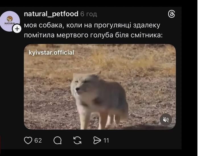 Недовольная тибетская лиса заполонила сеть, и это очень смешно: лучшие мемы - фото 848665