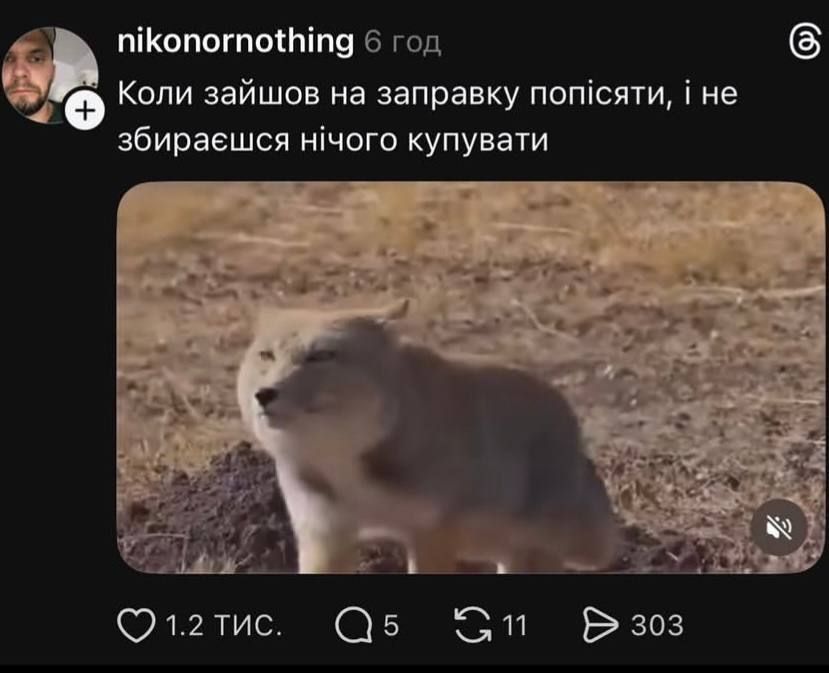 Недовольная тибетская лиса заполонила сеть, и это очень смешно: лучшие мемы - фото 848666