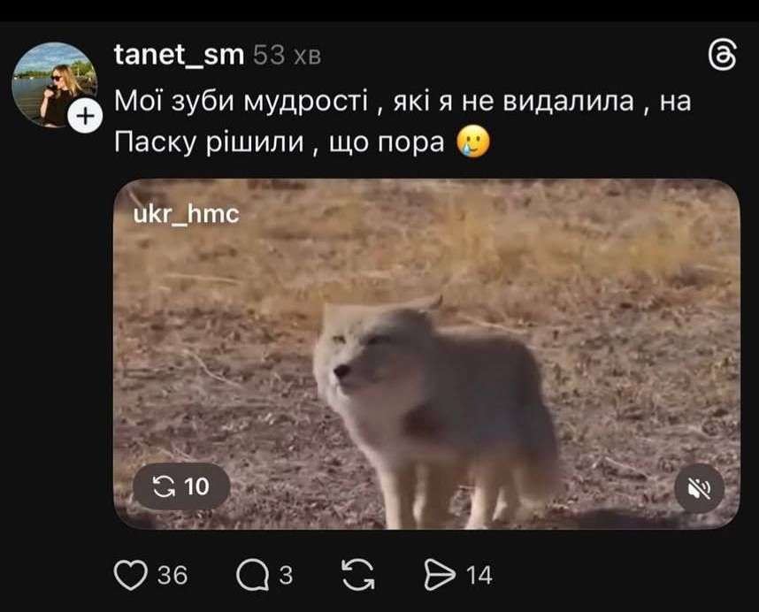 Недовольная тибетская лиса заполонила сеть, и это очень смешно: лучшие мемы - фото 848668