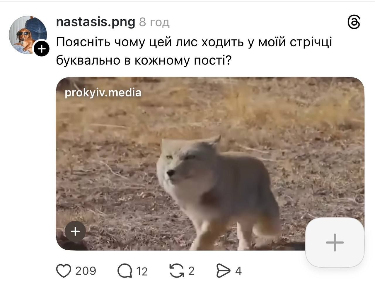 Недовольная тибетская лиса заполонила сеть, и это очень смешно: лучшие мемы - фото 848672