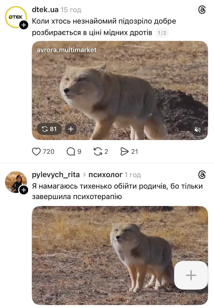 Недовольная тибетская лиса заполонила сеть, и это очень смешно: лучшие мемы - фото 848674