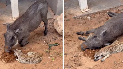 Та це ж Тімон і Пумба: бородавочник і сурикат дружать у реальному житті, наче герої мультика