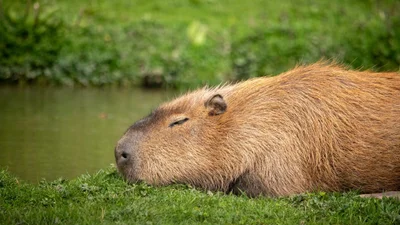 Була біля пабу та засмагала на річці: капібара втекла із зоопарку та почала жити своє краще життя