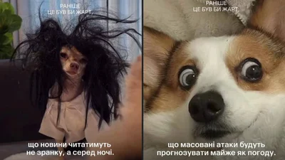 Раньше это была бы шутка: смешные коты и собаки, которые доказывают, что жизнь очень непредсказуема