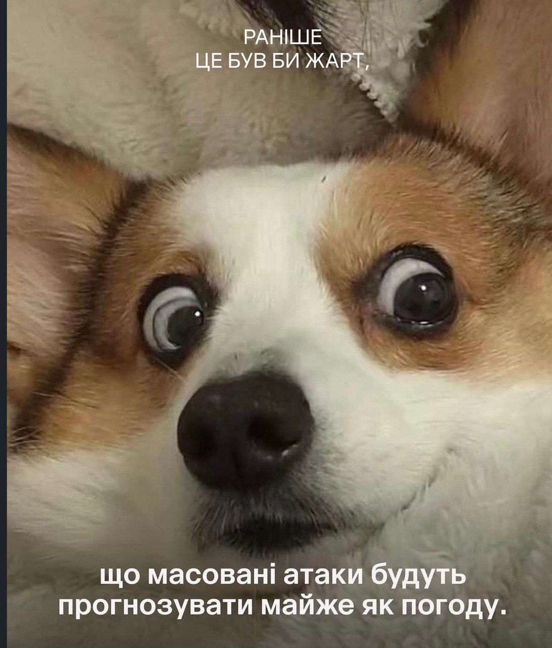 Раньше это была бы шутка: смешные коты и собаки, которые доказывают, что жизнь очень непредсказуема - 849057 Раньше это была бы шутка: смешные коты и собаки, которые доказывают, что жизнь очень непредсказуема - фото 849057