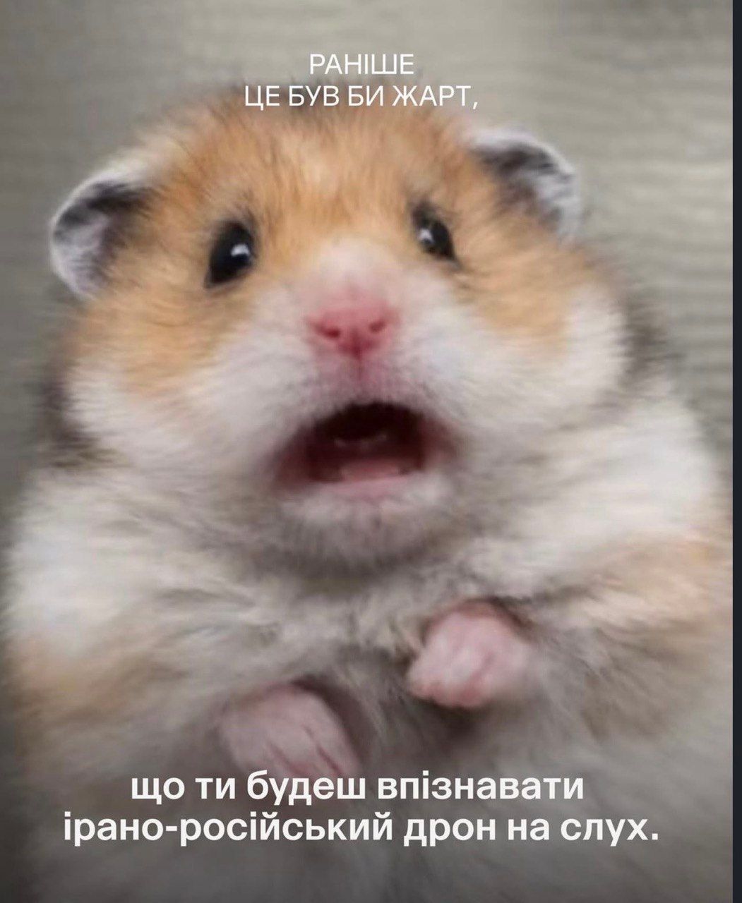 Раньше это была бы шутка: смешные коты и собаки, которые доказывают, что жизнь очень непредсказуема - 849058 Раньше это была бы шутка: смешные коты и собаки, которые доказывают, что жизнь очень непредсказуема - фото 849058