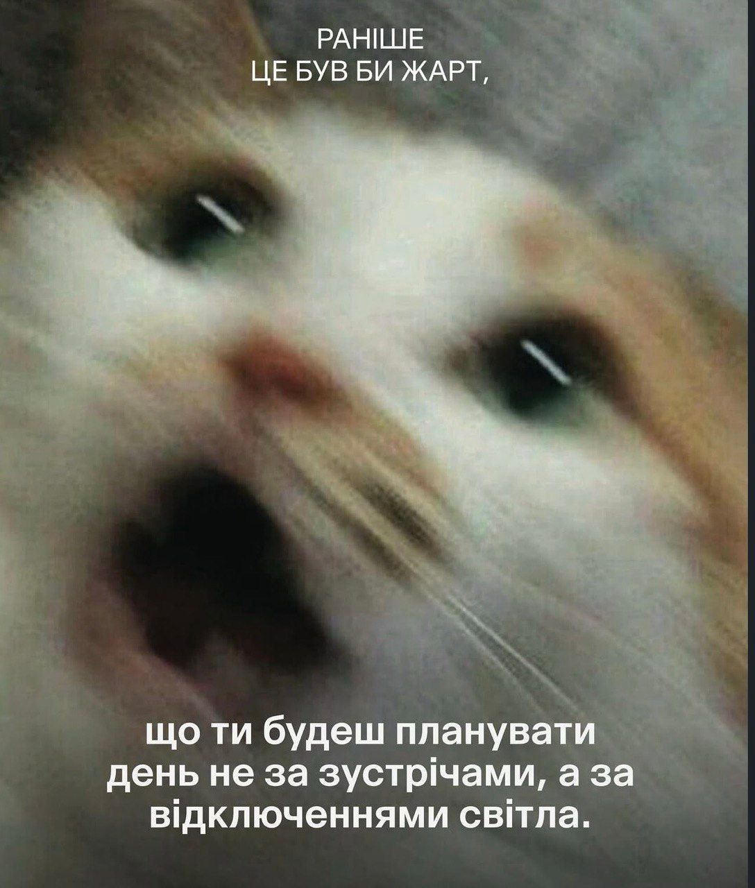 Раньше это была бы шутка: смешные коты и собаки, которые доказывают, что жизнь очень непредсказуема - 849059 Раньше это была бы шутка: смешные коты и собаки, которые доказывают, что жизнь очень непредсказуема - фото 849059