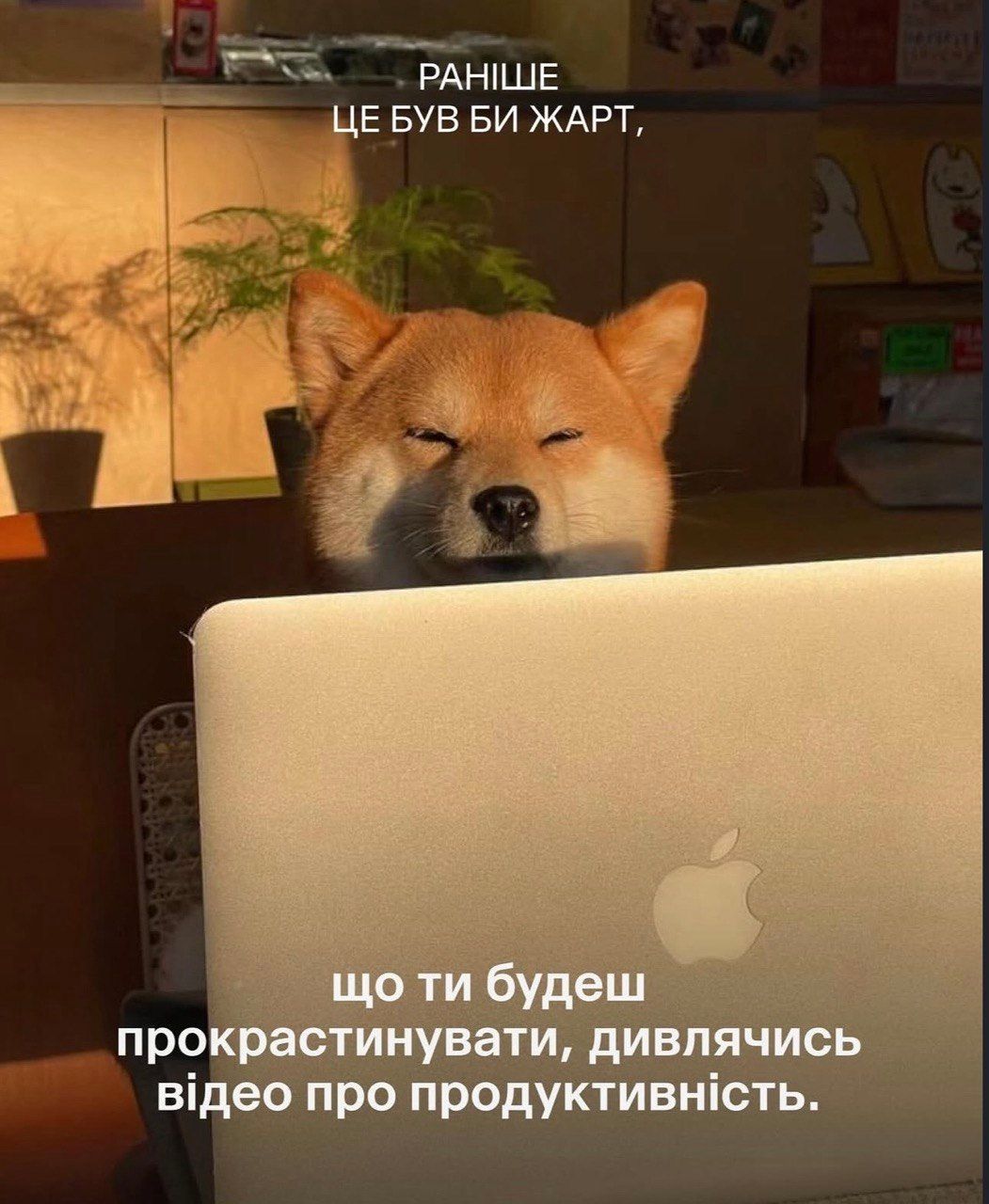 Раньше это была бы шутка: смешные коты и собаки, которые доказывают, что жизнь очень непредсказуема - 849060 Раньше это была бы шутка: смешные коты и собаки, которые доказывают, что жизнь очень непредсказуема - фото 849060