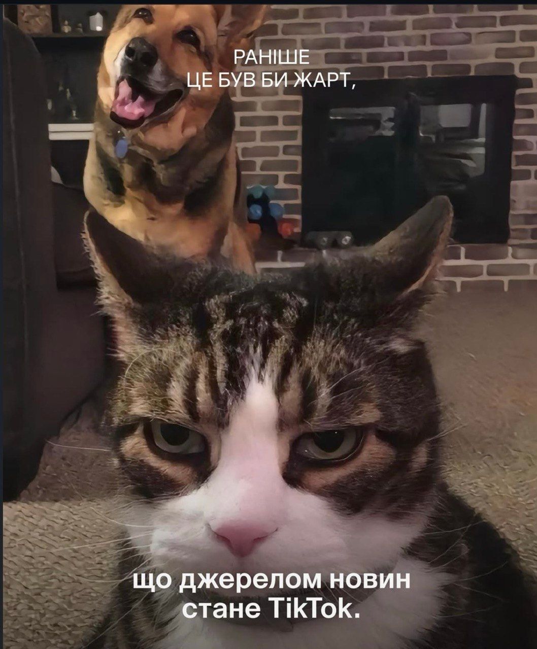 Раньше это была бы шутка: смешные коты и собаки, которые доказывают, что жизнь очень непредсказуема - 849061 Раньше это была бы шутка: смешные коты и собаки, которые доказывают, что жизнь очень непредсказуема - фото 849061