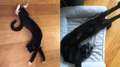 15 надзвичайно довгих котів, які розтягуються наче гумка