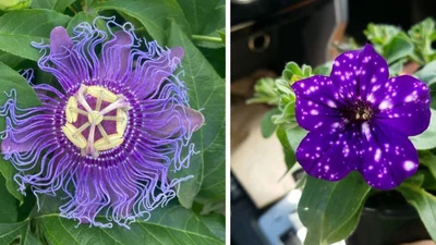 Незвичайні рослини, чия краса виглядає майже нереальною